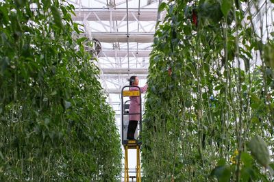 昌吉 走進“未來農業”的農業種植技術開發新篇章